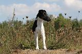 FOX TERRIER POIL LISSE 200